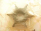 47-97108m Mercury Water Pump Impeller In Sealed Oem Pack