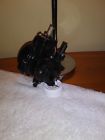483969 Omc Johnson-evinrude Vro Pump