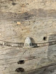 Vintage 1956 Gale Mw Sea King 3HP GG9000A Outboard Motor / Propeller Nut. Fixed Price $6.00.
