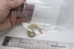 Nos Oem Genuine Omc Johnson/evinrude Cover Latch 319064, 0319064. Fixed Price $6.64.