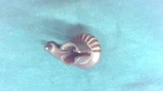 Johnson Evinrude Omc 304574 Throttle Control Gear - Nos. Fixed Price $18.95.