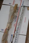Honda Rod Shift Shaft Link For Gearcase 75 7.5HP #24310-935-700. Fixed Price $93.87.