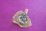 Oem Mercury Quicksilver Clutch. Part 52-37963. Acquired From Closed Dealership. Fixed Price $79.00.